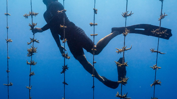 coral planting with diver