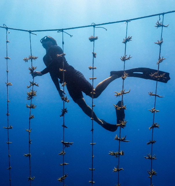coral planting with diver